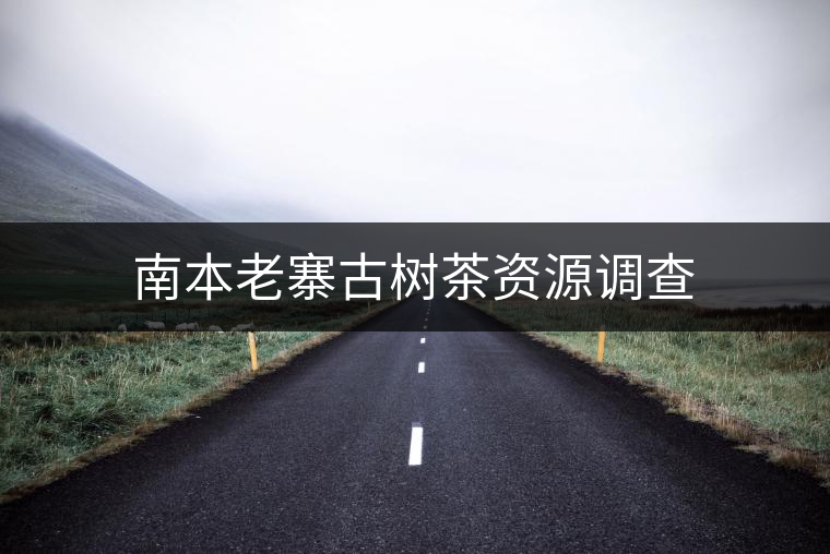 南本老寨古樹茶資源調查 南本老寨古樹茶資源調查