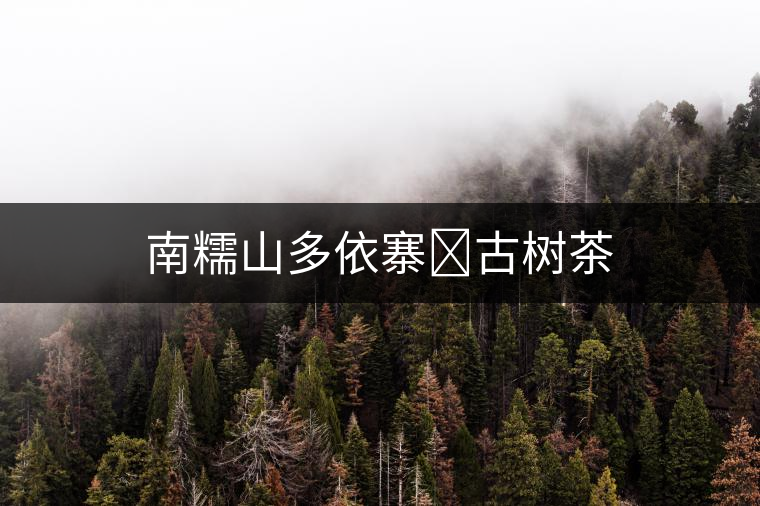 南糯山多依寨?古樹茶 南糯山多依寨?古樹茶