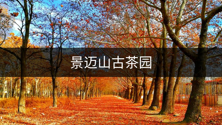 景邁山古茶園 景邁山古茶園