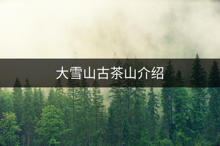 大雪山古茶山介紹 大雪山古茶山介紹