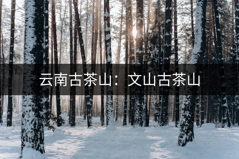 云南古茶山:文山古茶山 云南古茶山:文山古茶山