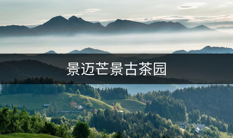 景邁芒景古茶園 景邁芒景古茶園