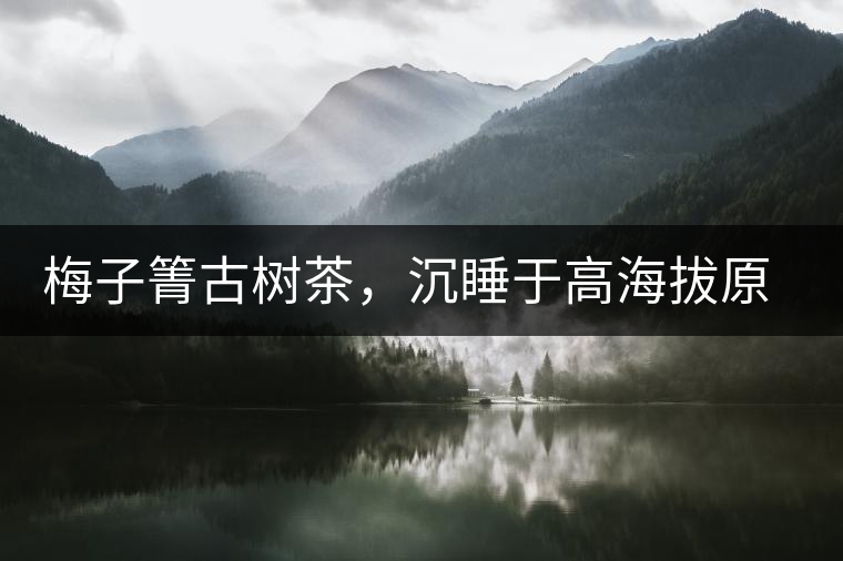 梅子箐古樹茶,沉睡于高海拔原生態的冰甜美人 梅子箐古樹茶,沉睡于高海拔原生態的冰甜美人