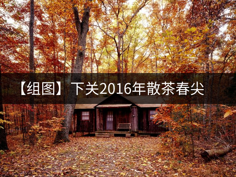 【組圖】下關2016年散茶春尖開湯