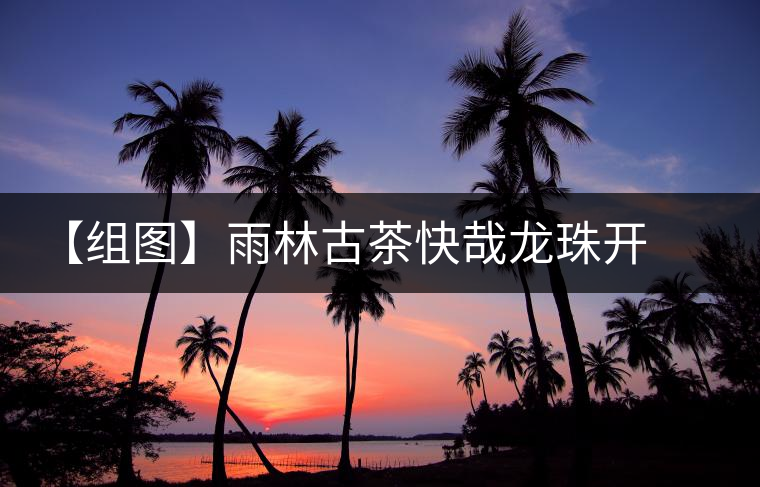 【組圖】雨林古茶快哉龍珠開湯