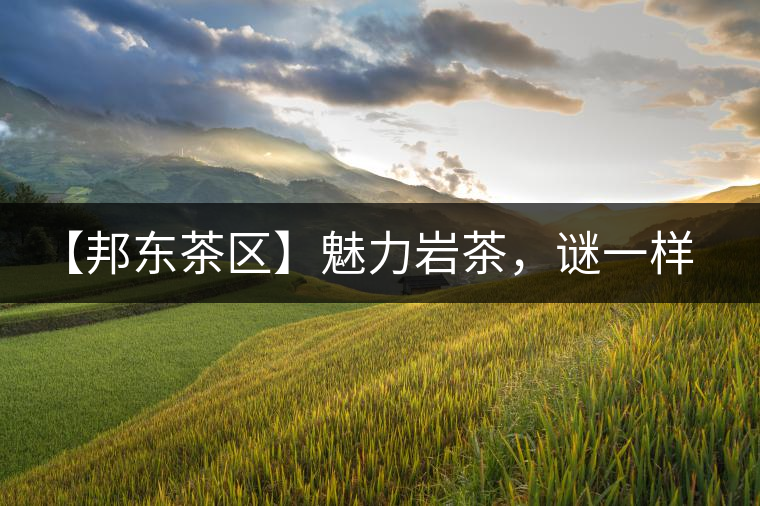 【邦東茶區(qū)】魅力巖茶,謎一樣的邦東! 【邦東茶區(qū)】魅力巖茶,謎一樣的邦東!