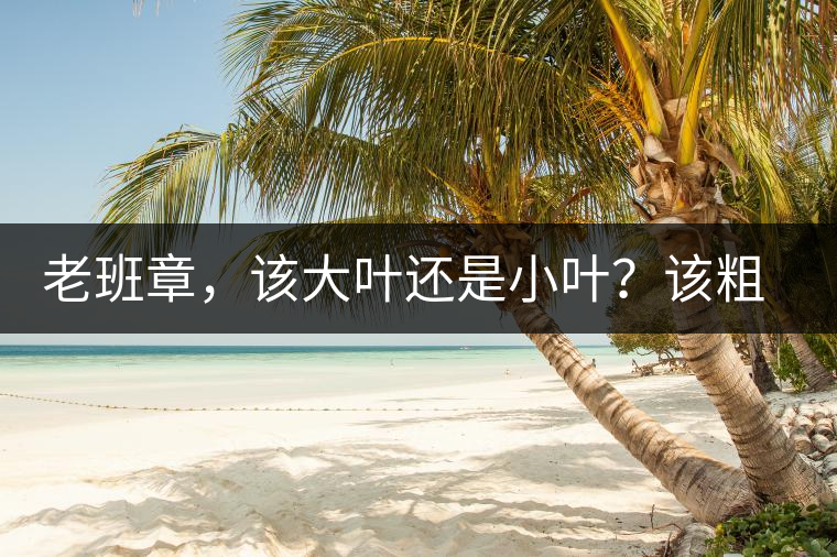 老班章,該大葉還是小葉?該粗老還是細嫩? 老班章,該大葉還是小葉?該粗老還是細嫩?