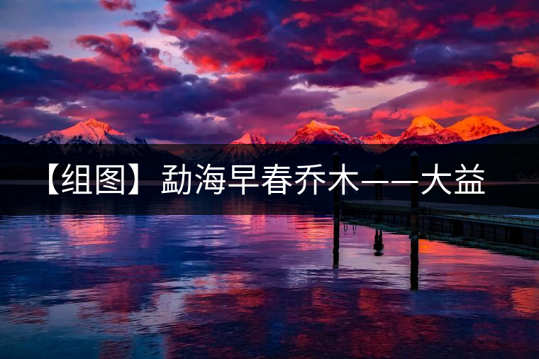 【組圖】勐海早春喬木——大益貢餅開湯 【組圖】勐海早春喬木——大益貢餅開湯