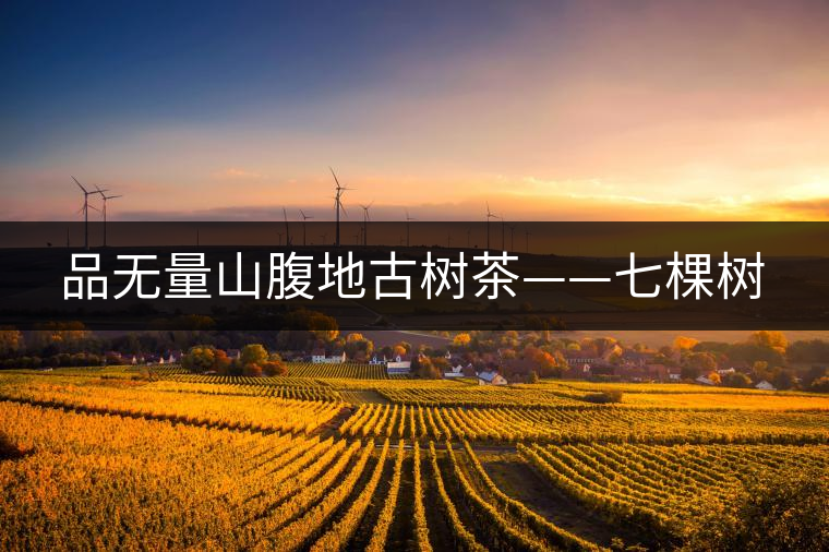 品無(wú)量山腹地古樹茶——七棵樹 品無(wú)量山腹地古樹茶——七棵樹