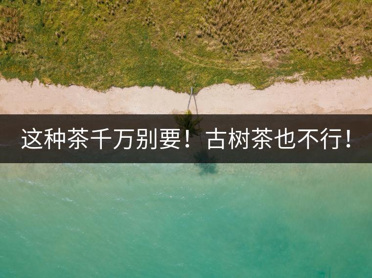 這種茶千萬別要!古樹茶也不行! 這種茶千萬別要!古樹茶也不行!