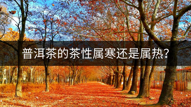 普洱茶的茶性屬寒還是屬熱? 普洱茶的茶性屬寒還是屬熱?
