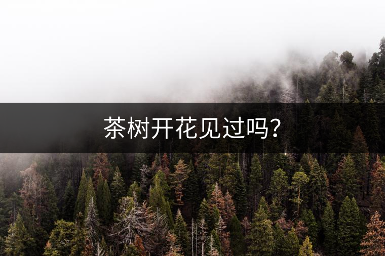 茶樹開花見過嗎? 茶樹開花見過嗎?