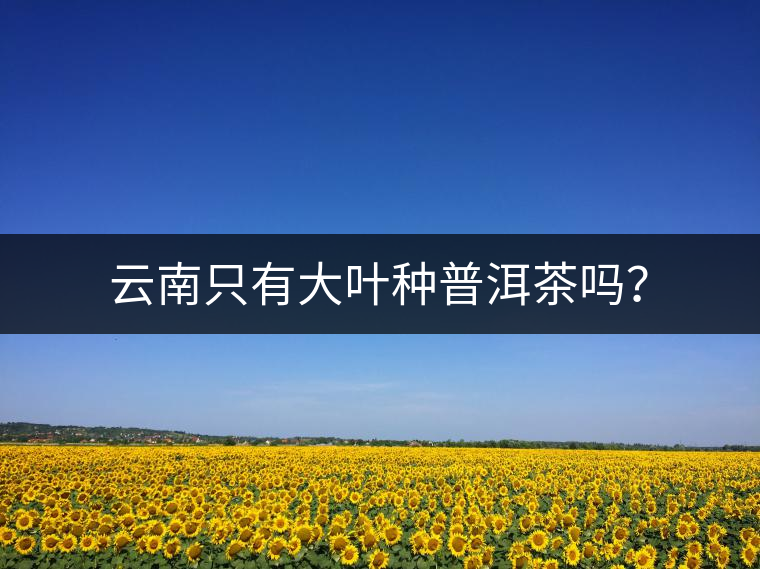 云南只有大葉種普洱茶嗎? 云南只有大葉種普洱茶嗎?