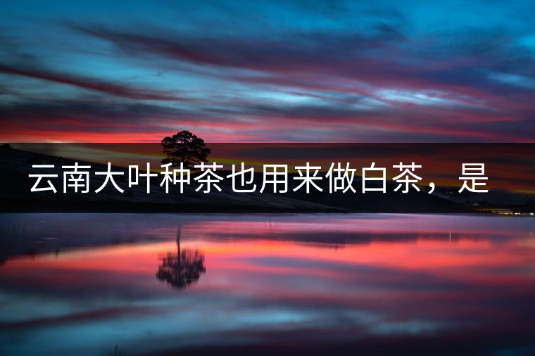 云南大葉種茶也用來做白茶，是真的好喝嗎？