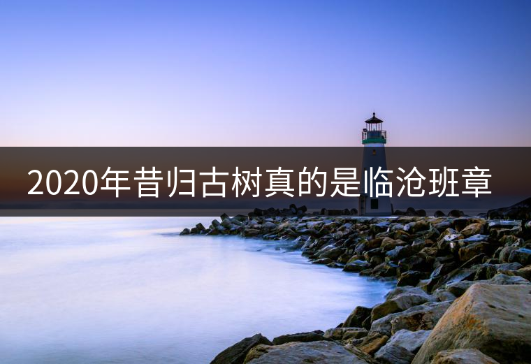 2020年昔歸古樹真的是臨滄班章嗎? 2020年昔歸古樹真的是臨滄班章嗎?