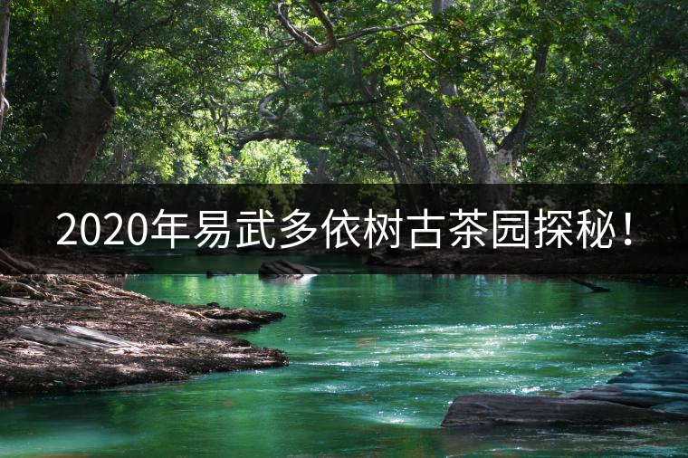 2020年易武多依樹古茶園探秘！