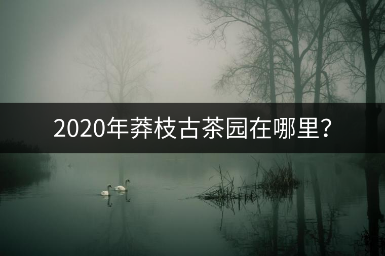 2020年莽枝古茶園在哪里？