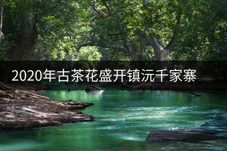 2020年古茶花盛開鎮沅千家寨古樹普洱茶生態