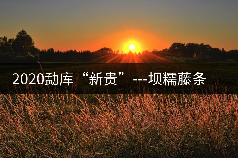 2020勐庫“新貴”---壩糯藤條茶，是如何一夜爆紅的？