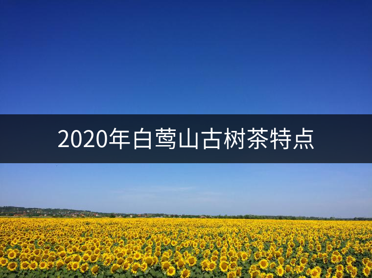 2020年白鶯山古樹茶特點 2020年白鶯山古樹茶特點