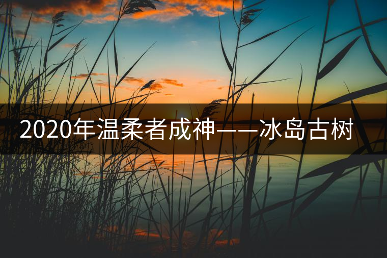 2020年溫柔者成神——冰島古樹茶(上) 2020年溫柔者成神——冰島古樹茶(上)