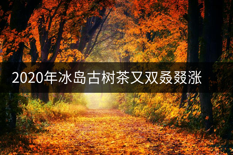 2020年冰島古樹茶又雙叒叕漲價了，今年的普洱春茶準備你下手嗎