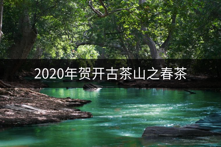 2020年賀開古茶山之春茶 2020年賀開古茶山之春茶