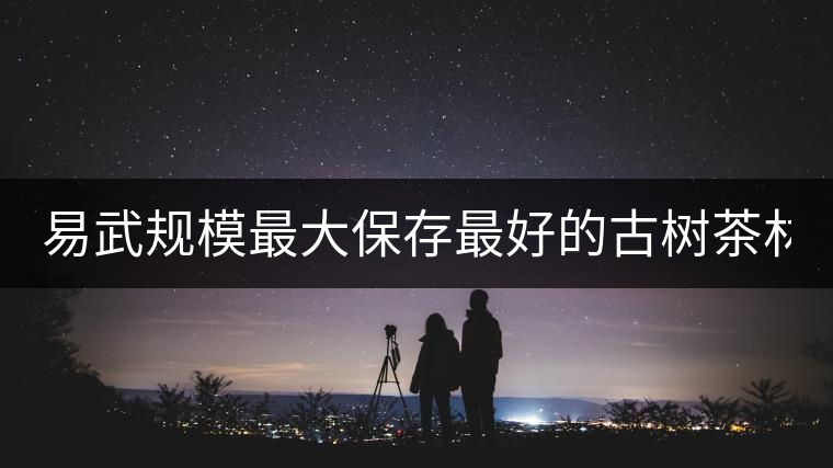 易武規模最大保存最好的古樹茶林2020年高山寨古樹春茶介紹 易武規模最大保存最好的古樹茶林2020年高山寨古樹春茶介紹