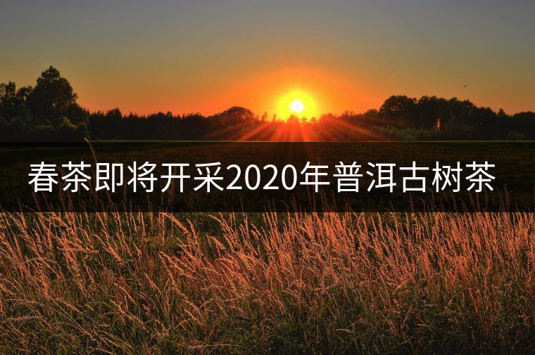 春茶即將開采2020年普洱古樹茶資源奉獻 春茶即將開采2020年普洱古樹茶資源奉獻