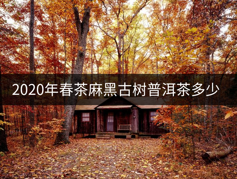 2020年春茶麻黑古樹普洱茶多少錢一斤 2020年春茶麻黑古樹普洱茶多少錢一斤