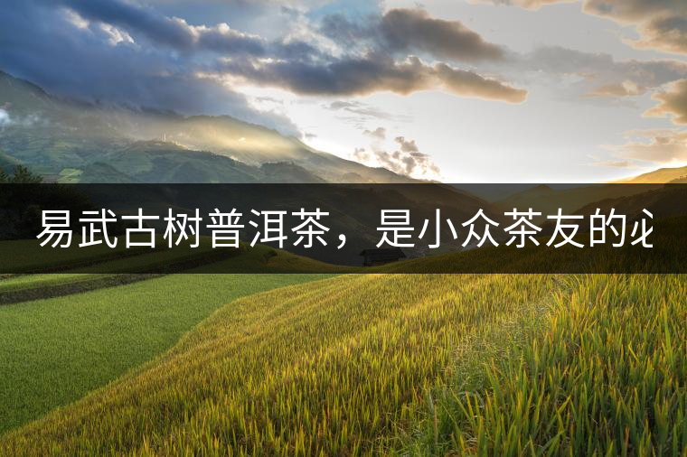 易武古樹普洱茶,是小眾茶友的必選? 易武古樹普洱茶,是小眾茶友的必選?
