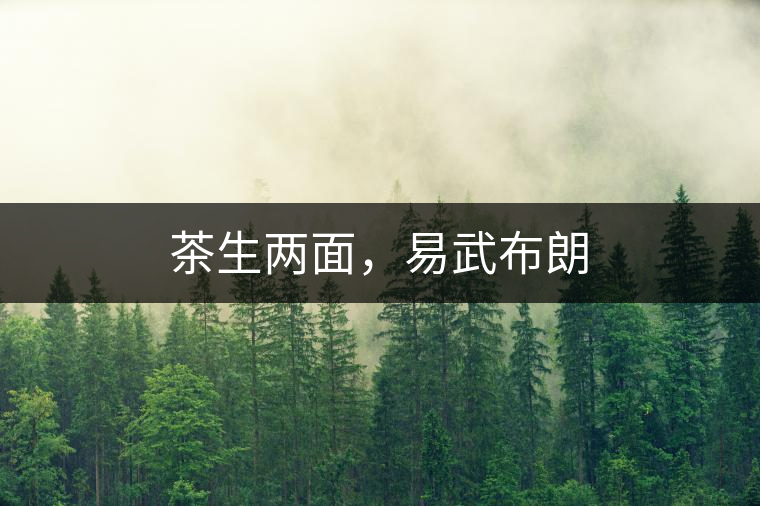 茶生兩面,易武布朗 茶生兩面,易武布朗