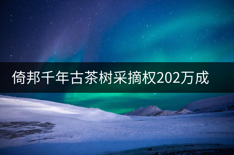 倚邦千年古茶樹采摘權202萬成交價創新高
