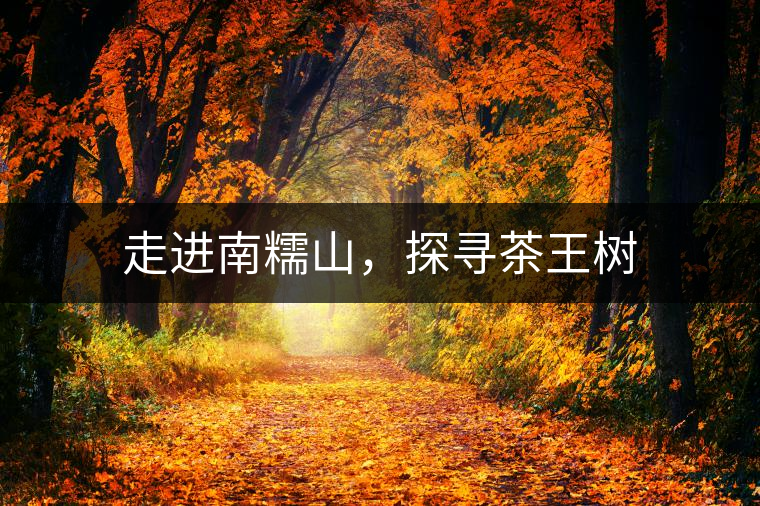 走進南糯山，探尋茶王樹