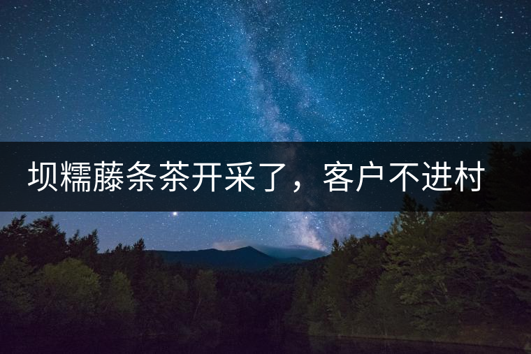壩糯藤條茶開采了，客戶不進村，村民怎么賣茶？