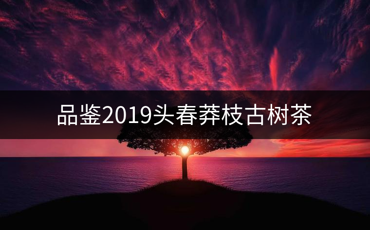 品鑒2019頭春莽枝古樹茶 品鑒2019頭春莽枝古樹茶