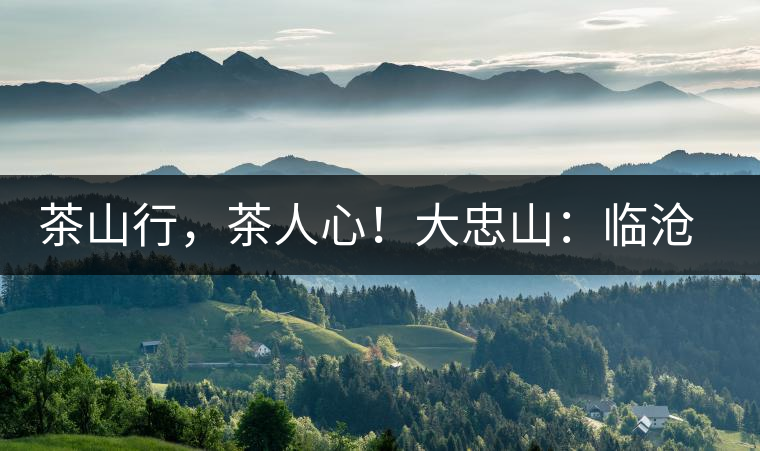 茶山行，茶人心！大忠山：臨滄之龍，雪山之熊
