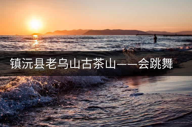 鎮沅縣老烏山古茶山——會跳舞的古茶樹 鎮沅縣老烏山古茶山——會跳舞的古茶樹