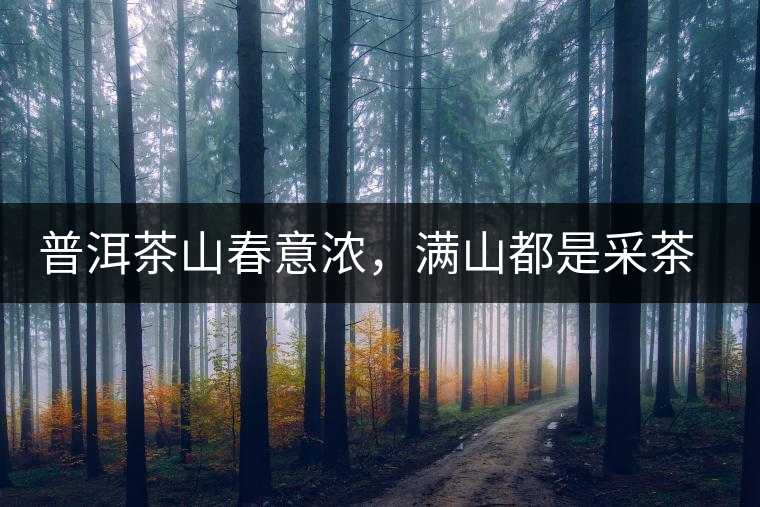 普洱茶山春意濃,滿山都是采茶人 普洱茶山春意濃,滿山都是采茶人