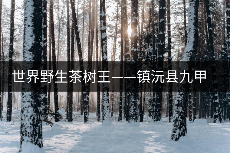 世界野生茶樹王——鎮沅縣九甲鄉千家寨大茶樹 世界野生茶樹王——鎮沅縣九甲鄉千家寨大茶樹