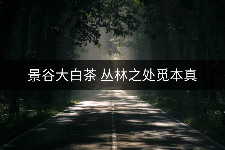 景谷大白茶 叢林之處覓本真 景谷大白茶 叢林之處覓本真