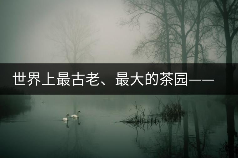 世界上最古老、最大的茶園——芒景 世界上最古老、最大的茶園——芒景