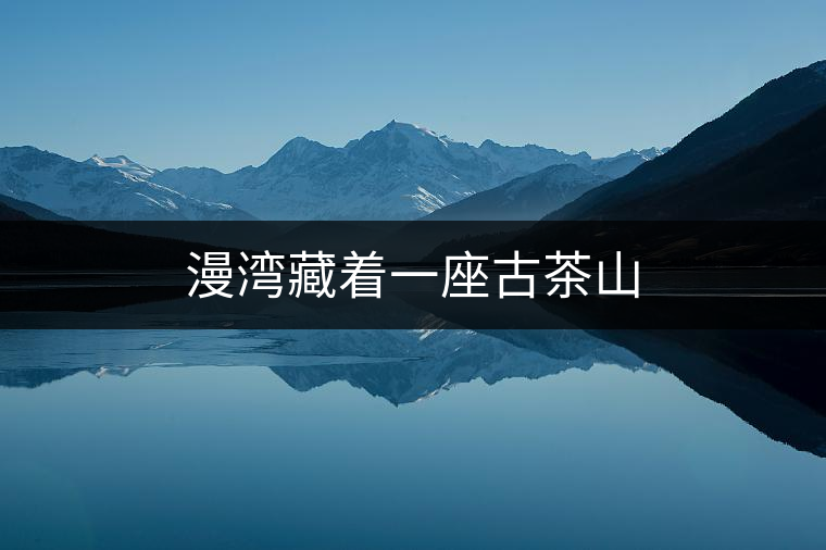 漫灣藏著一座古茶山