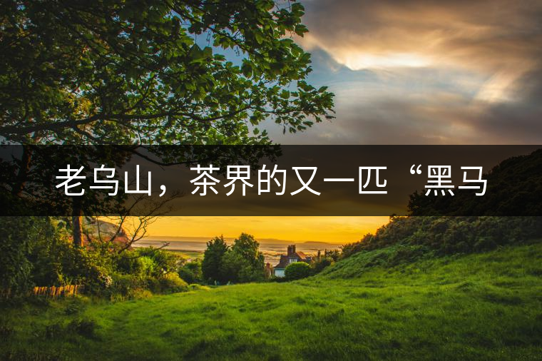 老烏山,茶界的又一匹“黑馬 老烏山,茶界的又一匹“黑馬