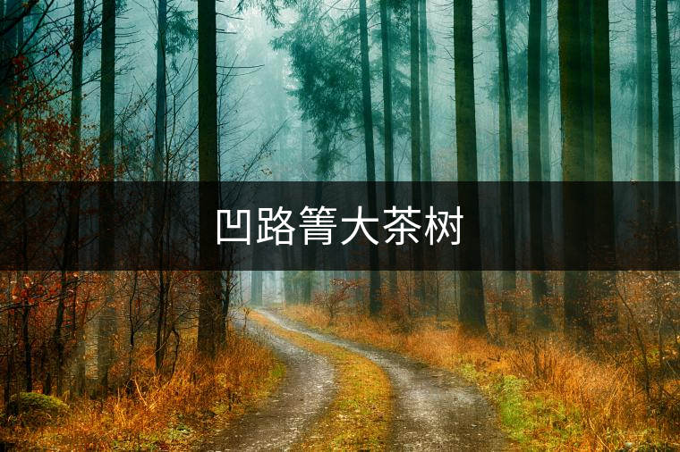 凹路箐大茶樹 凹路箐大茶樹