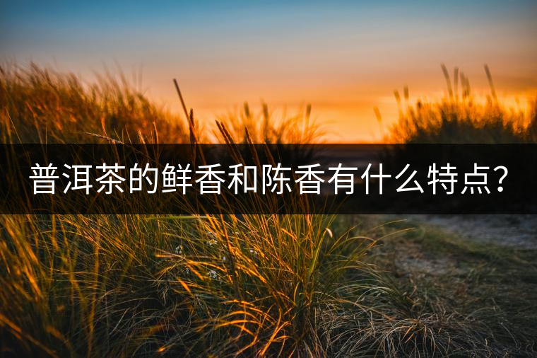 普洱茶的鮮香和陳香有什么特點？