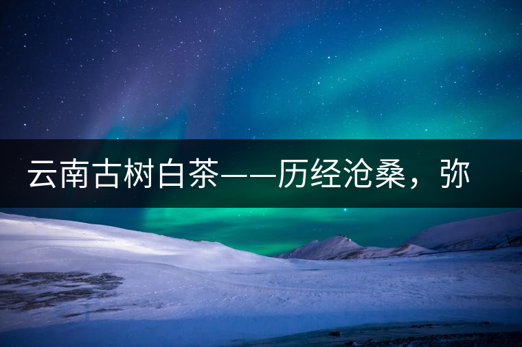 云南古樹(shù)白茶——?dú)v經(jīng)滄桑,彌足珍貴 云南古樹(shù)白茶——?dú)v經(jīng)滄桑,彌足珍貴