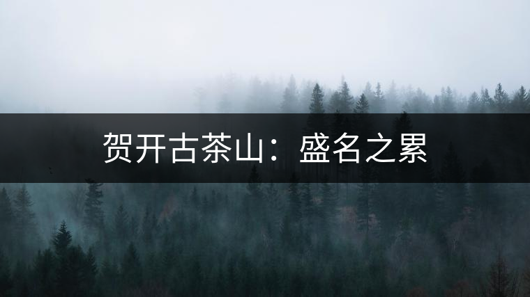 賀開古茶山:盛名之累 賀開古茶山:盛名之累