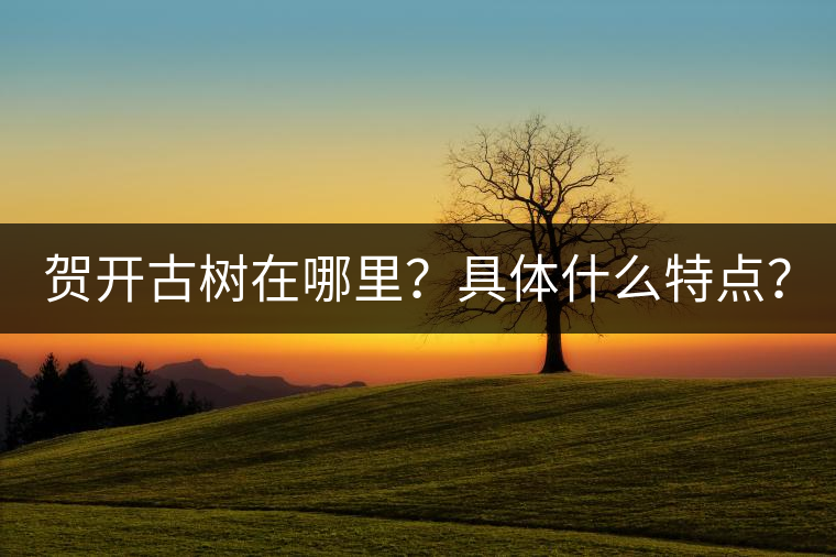 賀開古樹在哪里?具體什么特點(diǎn)? 賀開古樹在哪里?具體什么特點(diǎn)?