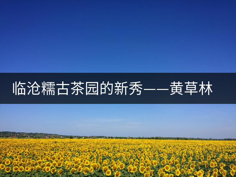 臨滄糯古茶園的新秀——黃草林古樹茶特點介紹 臨滄糯古茶園的新秀——黃草林古樹茶特點介紹